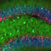 Adult-Born Granule Cells Required for Memory Encoding