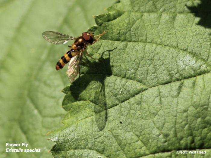 Flower fly,  Eristalis species