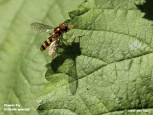 Flower fly,  Eristalis species