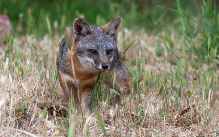 From Ear Mites and Microbes to Cancer in Threatened Santa Catalina Foxes