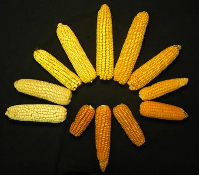 The Amazing Maize Genome (2 of 3)