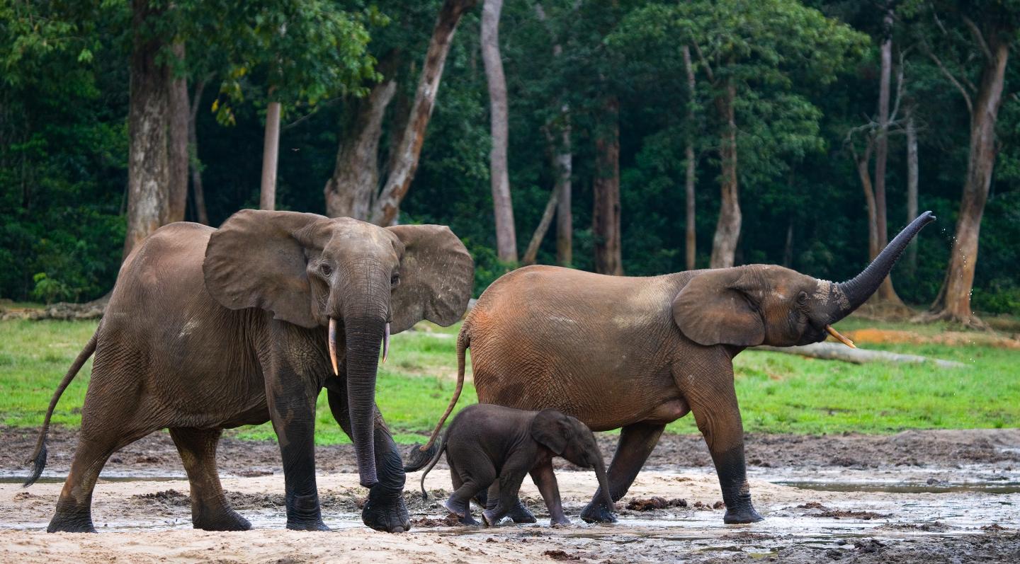 Forest Elephants