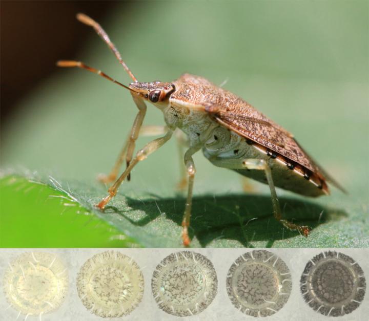 Color Range of Stink Bug Eggs