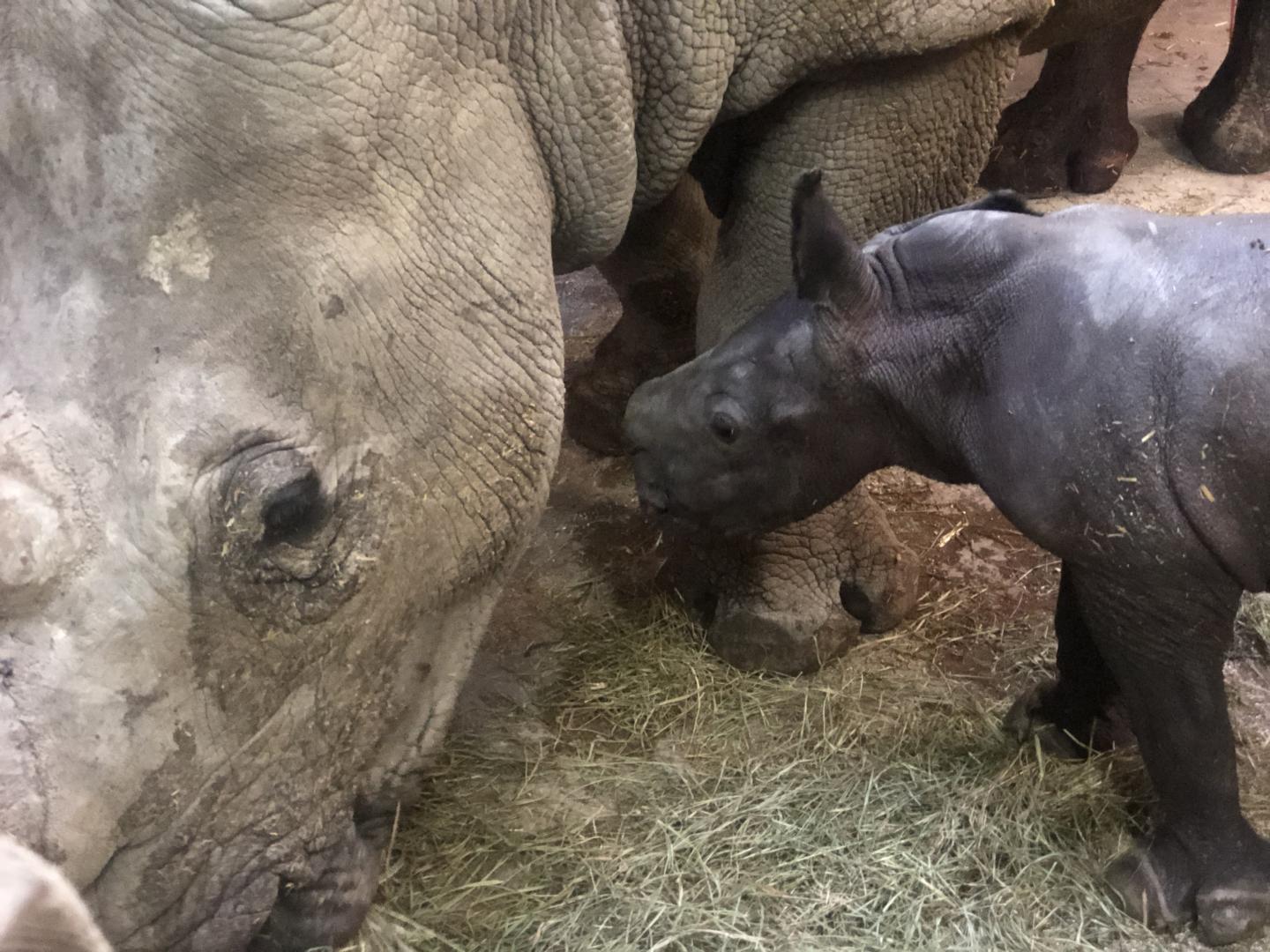 White Rhinoceros Calf 1 Hour after Birth in Salzburg Zoo