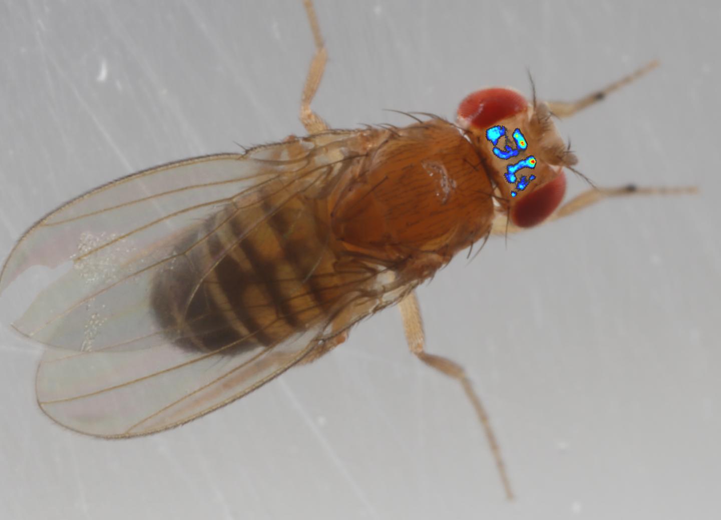 Flyception Monitors Brain Activity of an Unrestrained Fruit Fly