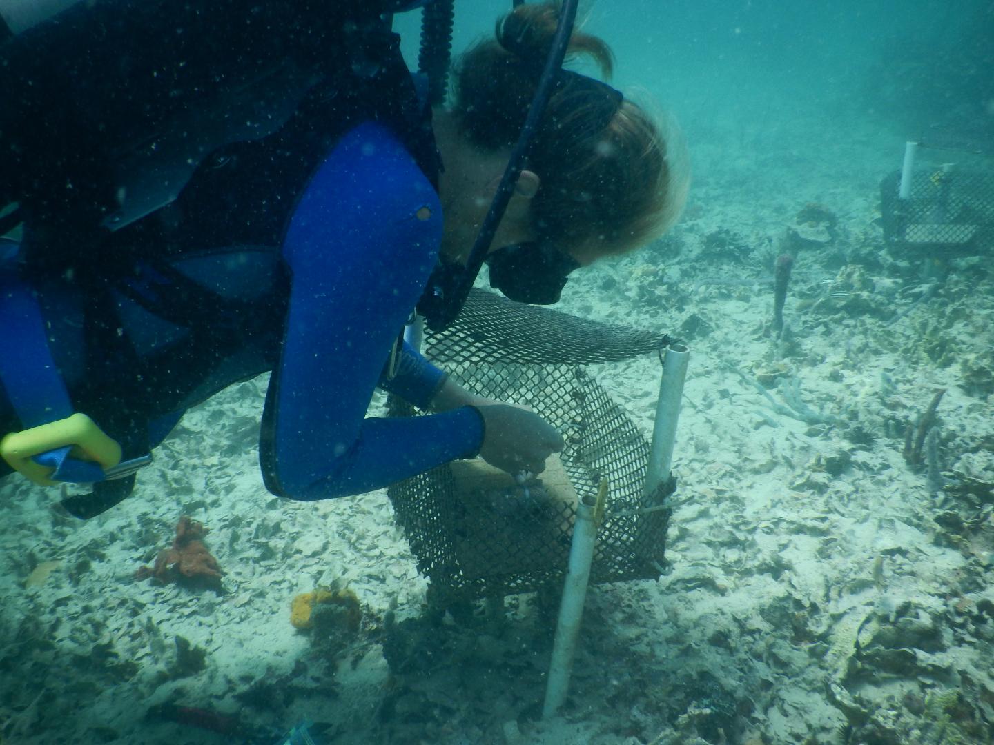 Catie Kuempel, Smithsonian Tropical Research Institute