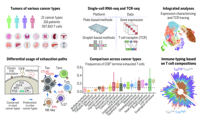 Research framework and main findings of T cell atlas