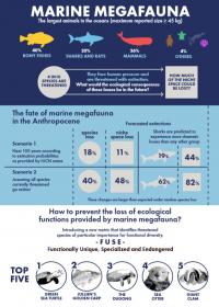 Marina Megafauna Extinction Infographic
