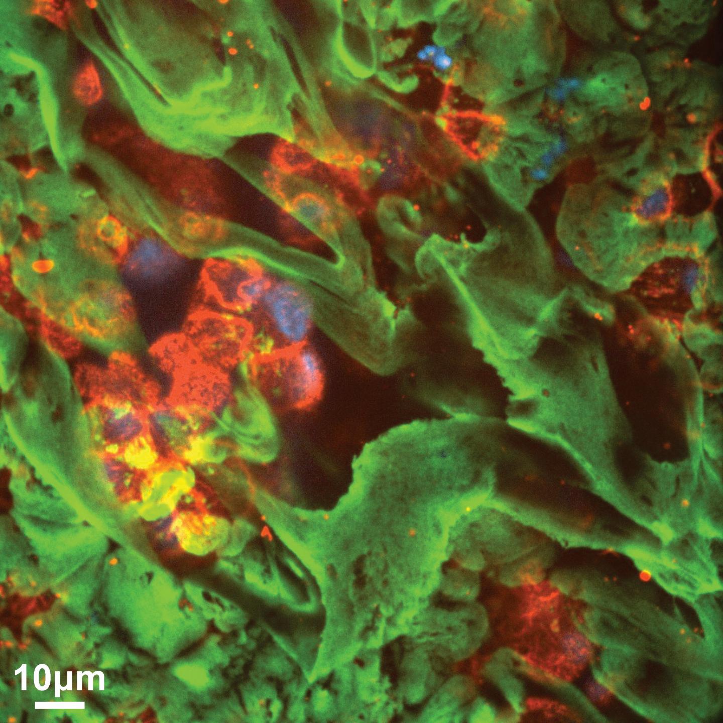 Mucus Layer Over Cells