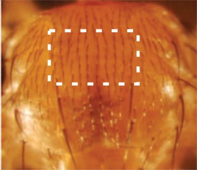 Fruit Flies as Computer Programmers (3 of 3) | EurekAlert!