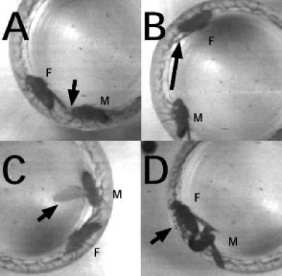 Courtship of the Flies