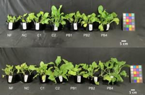 Growth of komatsuna plants using R. sulfidophilum PB as an alternative to mineral fertilizer in two different temperature regimes.