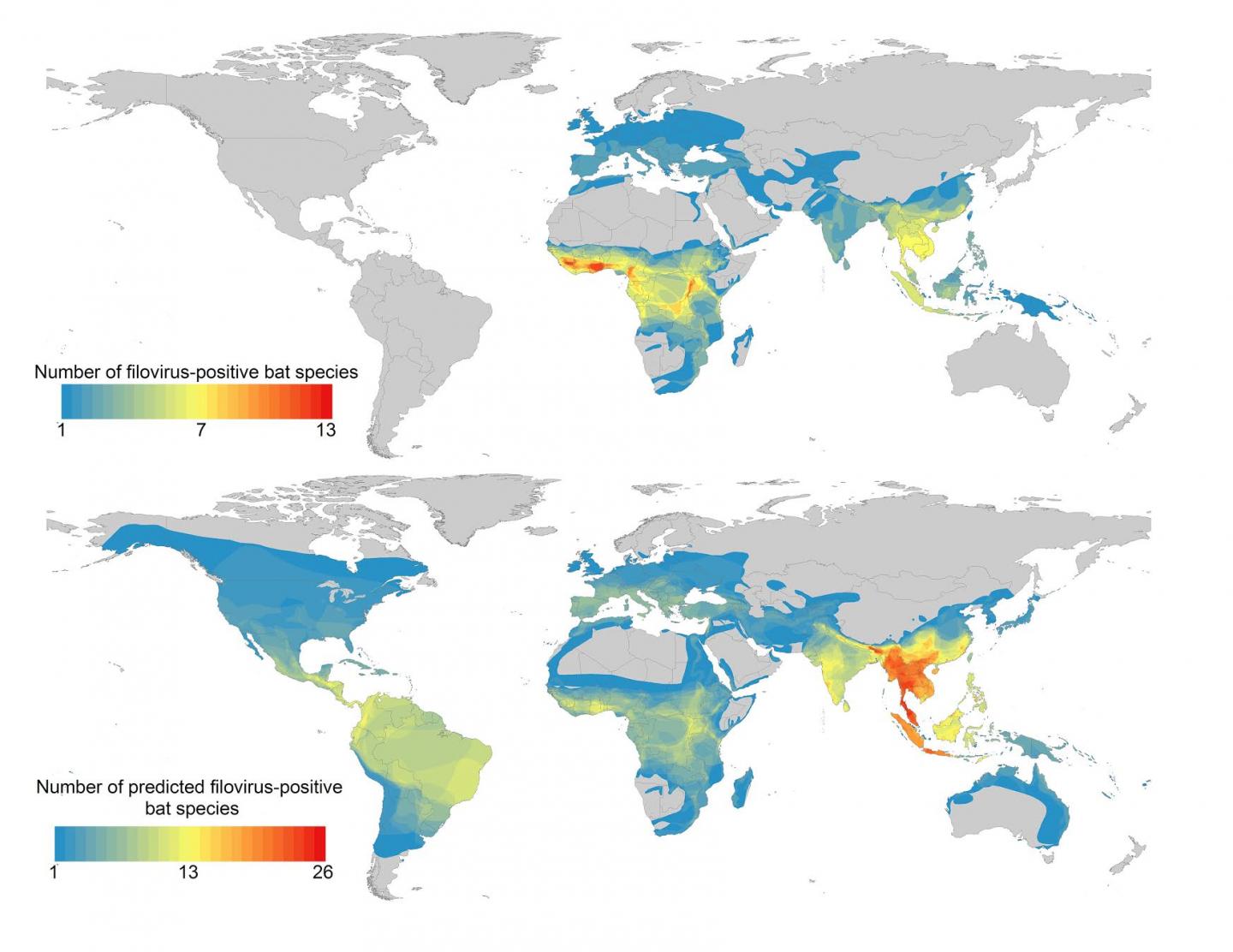 Map of Known and Predicted Bat Hosts of Filoviruses