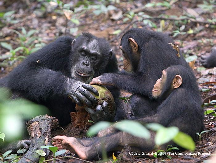 Les chimpanzés orphelins ne souffrent pas de stress chronique