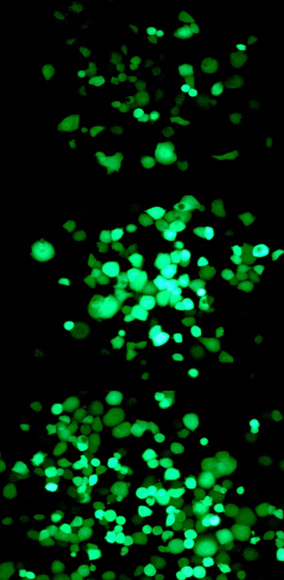 Cells Infected by the virus2