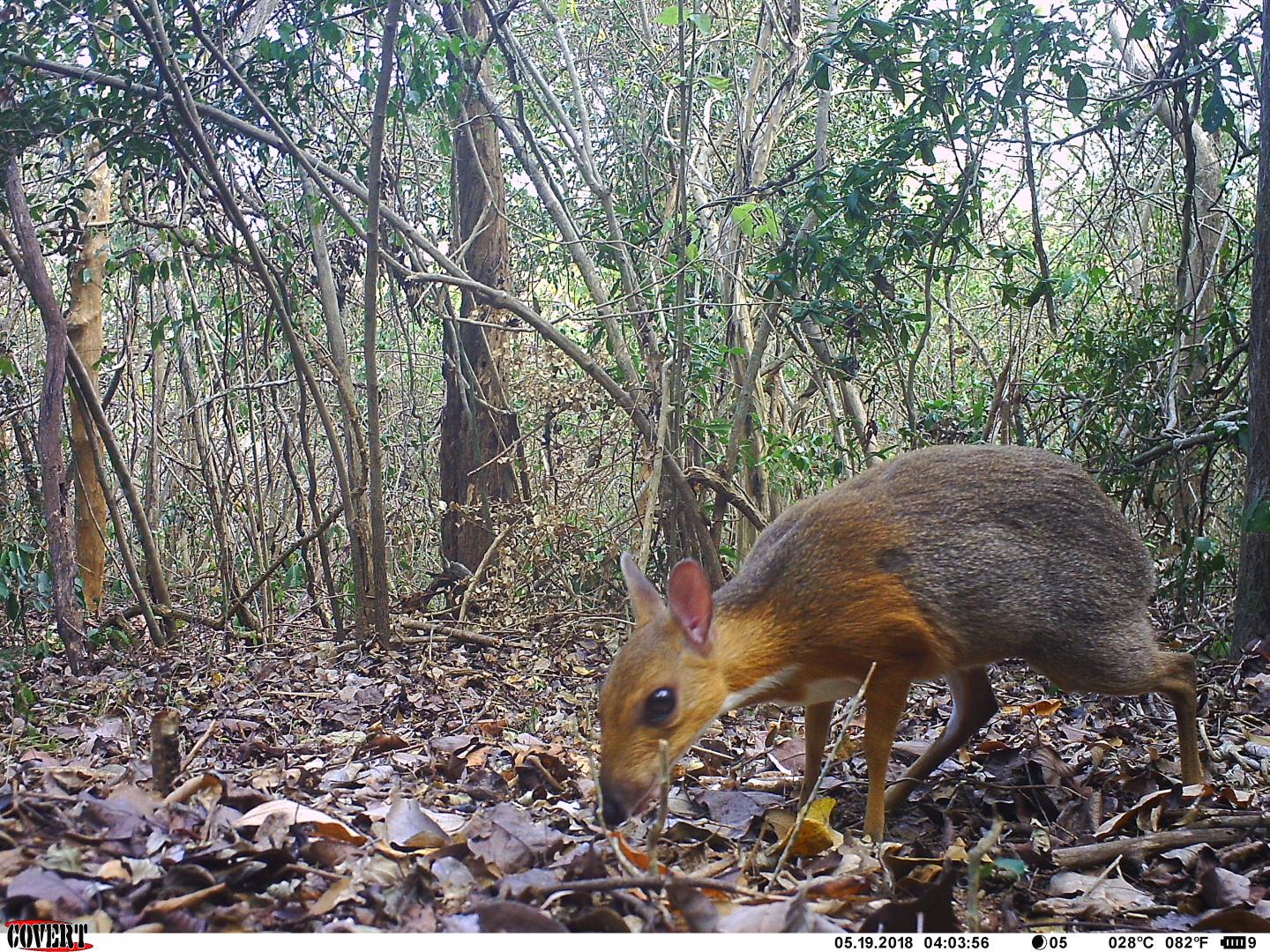 The Lost Silver-backed Chevrotain