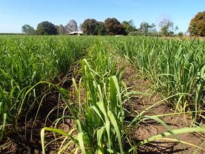 The sugarcane genome has more than 100 chromosomes.