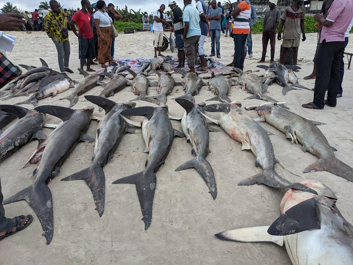 Tens of Thousands of Endangered Sharks and Rays Caught Off Congo