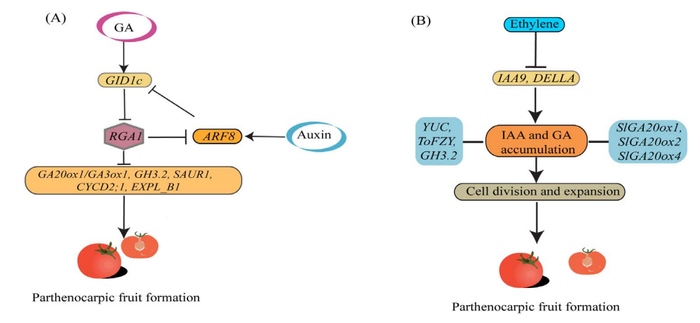 Figure 2. The role of auxin-GA and CK-auxin-GA crosstalk in parthenocarpic fruit formation in horticultural crops.