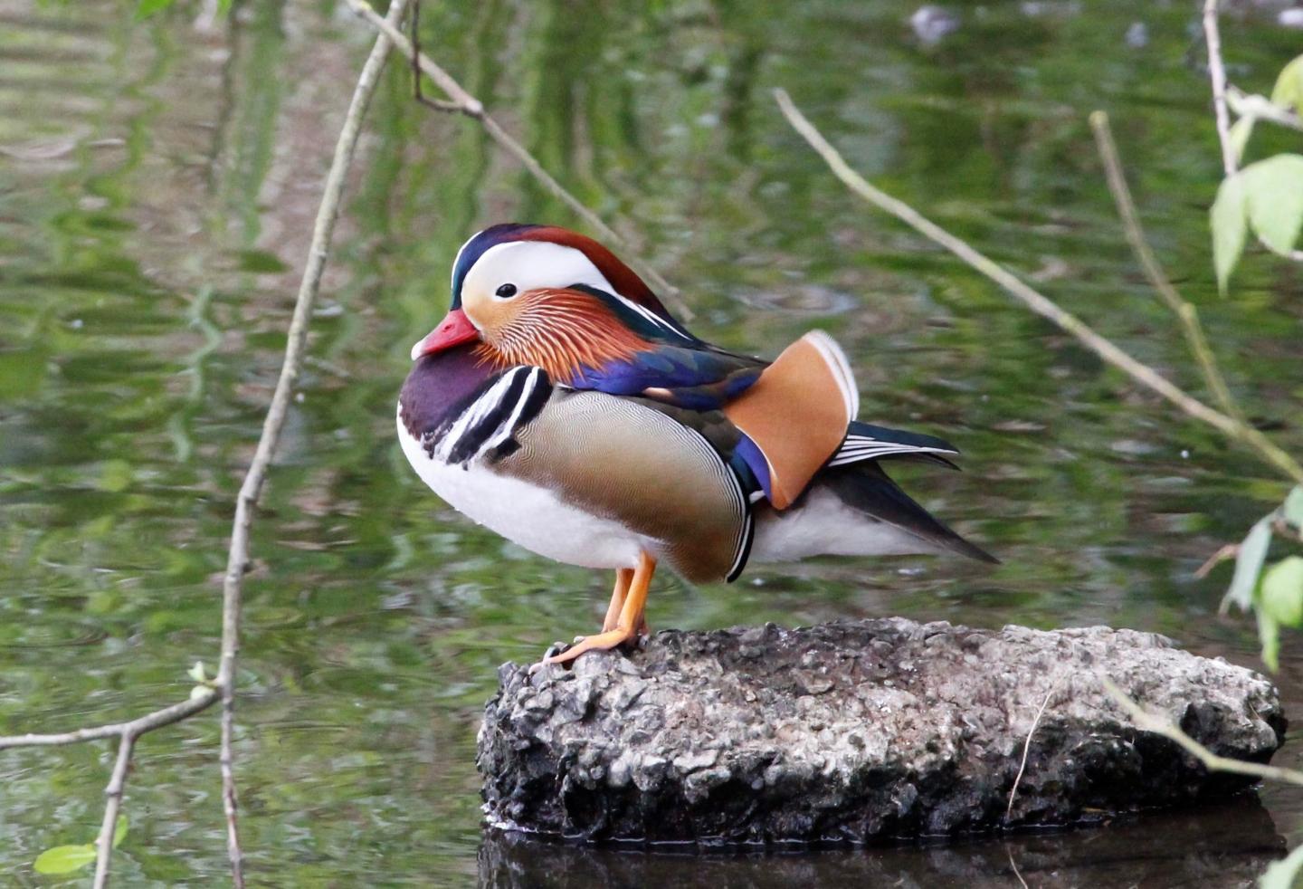 Mandarin Duck