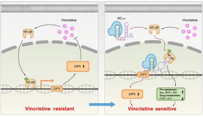 Mechanism of the engineered sgRNA action to counter VCR resistance