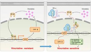 Mechanism of the engineered sgRNA action to counter VCR resistance