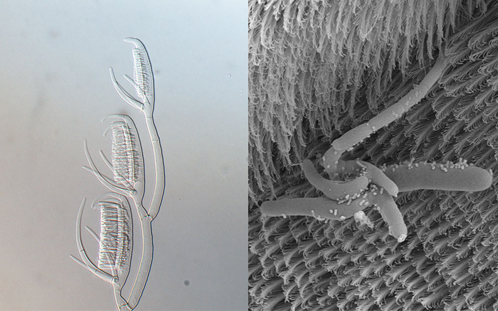 Two life stages of 'amphibious fungi'