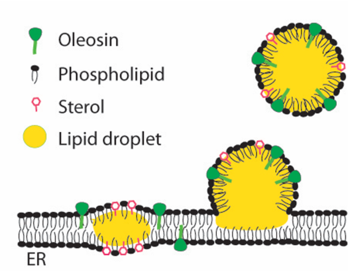lipid droplet formation on end [IMAGE] EurekAlert! Science News Releases