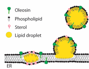 lipid droplet formation on endoplasmic reticulum