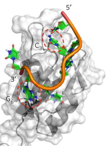 Rbfox2 with Natural RNA Target