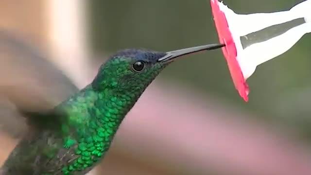 Hummingbird Bills