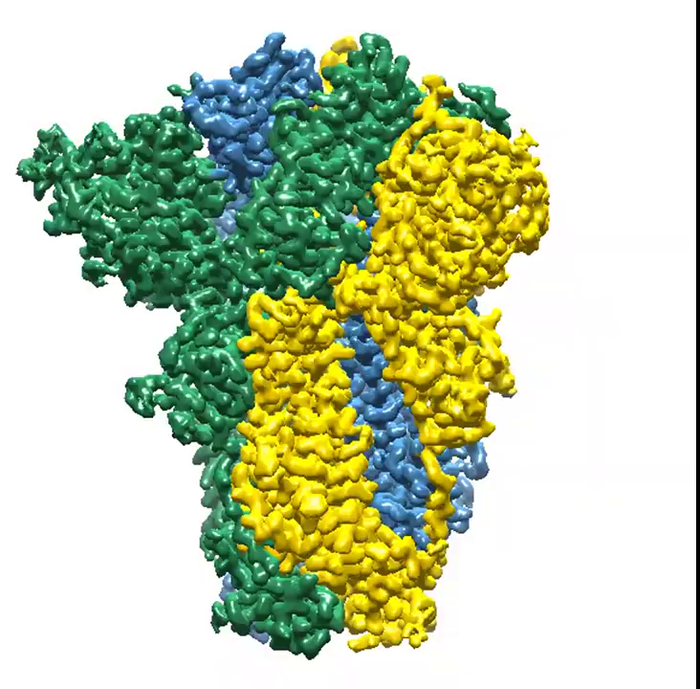 Spike protein structure