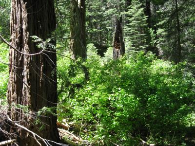 Cedars, Snag at Yosemite National Park Plot