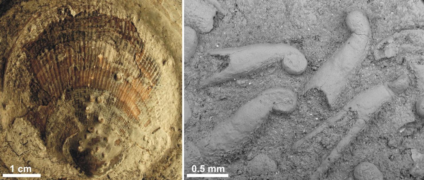 Microconchid Fossils from East Greenland