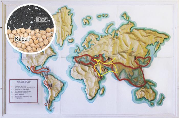 Routes of chickpea domestication