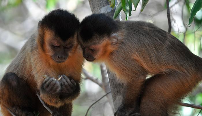 Social bonds are essential for capuchin monkeys to learn new skills, study shows