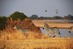 Crawshays Zebra