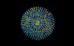 A radially arranged microarray of artificial cilia