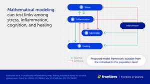 Mathematical modeling can test links among stress, inflammation, cognition, and healing