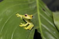 La Loma Tree Frog