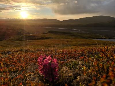 Boreal tundra at Denali National Park