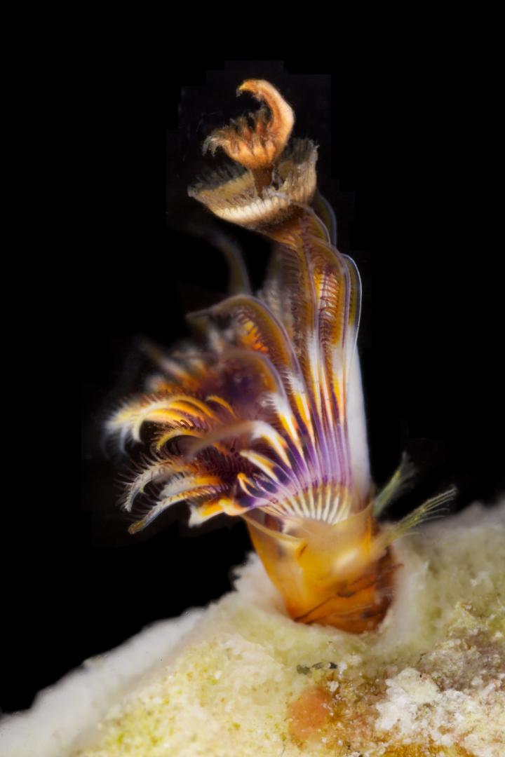 Australian <em>Hydroides</em> Fanworm
