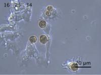 Coral cells capture dinoflagellates for symbiosis 2