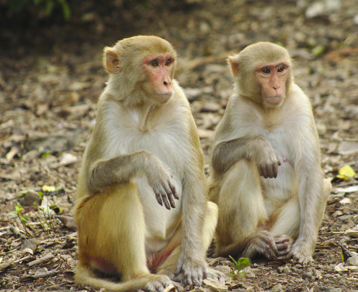 Rhesus macaques on Cayo Santiago