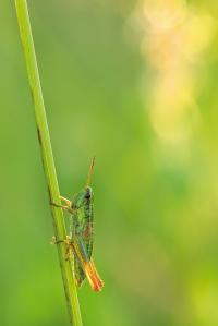 Small Gold Grasshopper (<i>Chrysochraon dispar</i>)