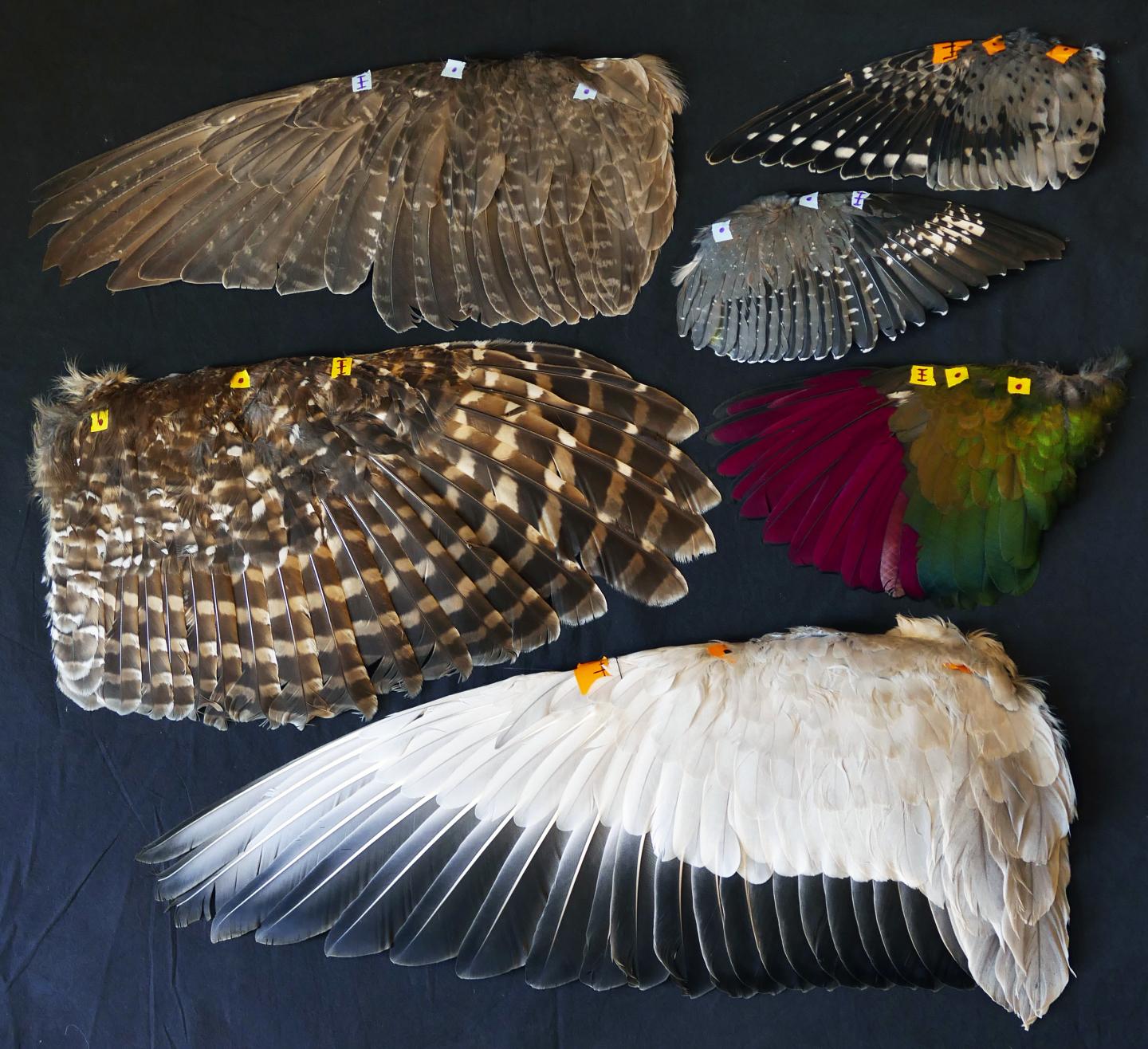 Why Are Bald Eagles Such Great Gliders? It's All in the Wrist (2 of 2)