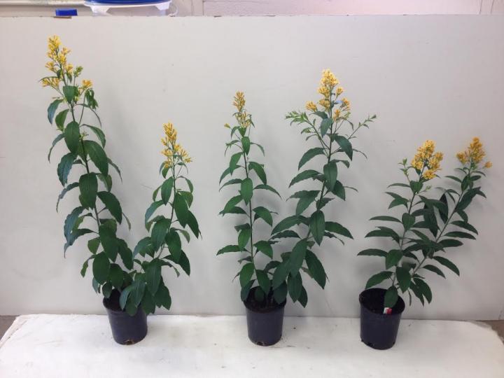 Nine Ornamental Landscape Plants Tested for Salt Tolerance