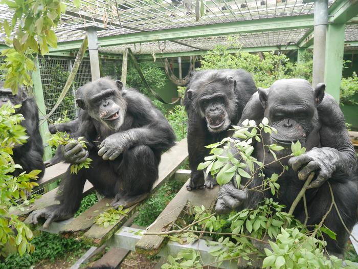 Three chimpanzees holding leafy branches