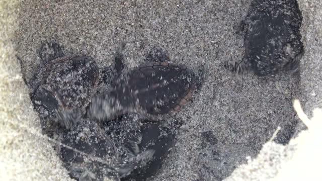 Moisture, Not Just Heat Impacts Sex of Sea Turtle Hatchlings