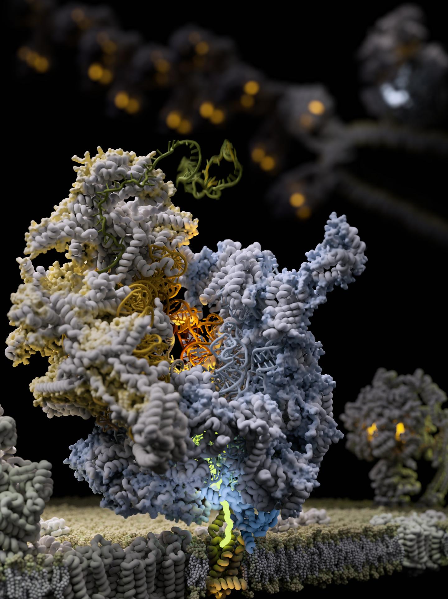 Mechanism of membrane-tethered mitochondrial protein synthesis